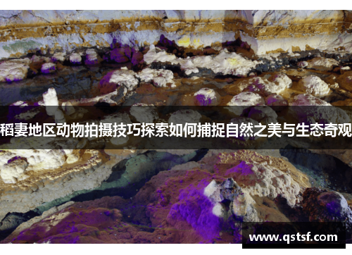 稻妻地区动物拍摄技巧探索如何捕捉自然之美与生态奇观