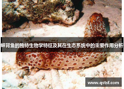 蚌背鱼的独特生物学特征及其在生态系统中的重要作用分析