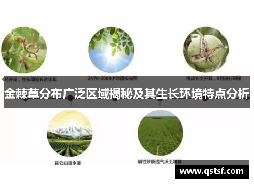 金棘草分布广泛区域揭秘及其生长环境特点分析